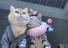 情侣头像图集可保存