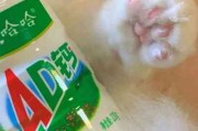 喵小兔情侣头像 喵小兔情侣头像