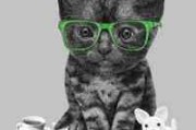 2024超可爱的猫咪头像卡通