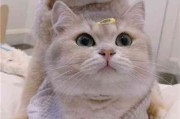 可爱猫猫情侣头像