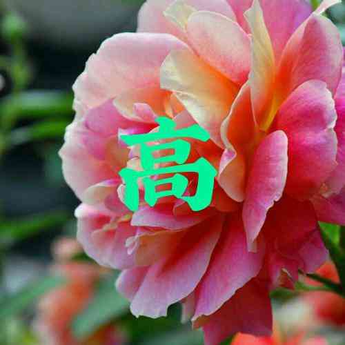 女士微信头像好运 第12张