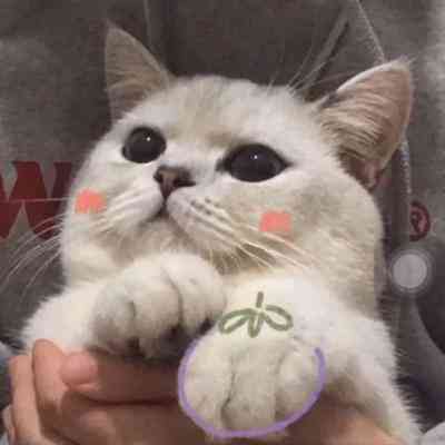 可爱猫猫情侣头像 第6张